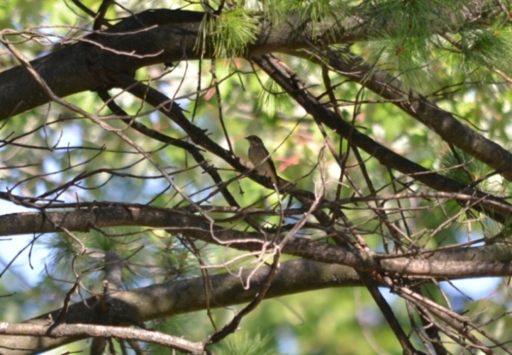 richiesta identificazione